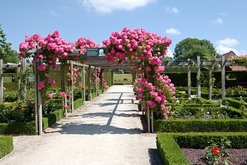 Rozentuin van Coloma